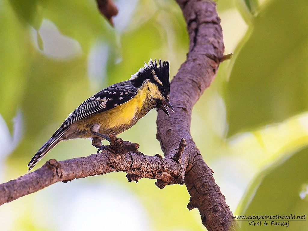 Black-lored Tit
